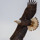 13SB1502 Fifth Year Bald Eagle